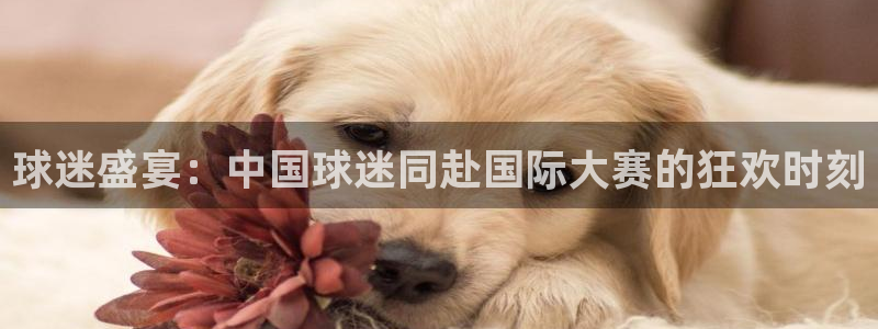 2026世界杯亚洲预选赛：球迷盛宴：中国球迷同赴国际大赛的狂欢时刻